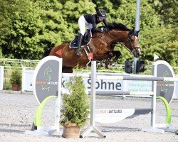 jumper Arosa 55 (Holsteiner, 2008, from Queens Darling)
