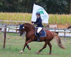 Deckhengst Rhett Butler (Welsh-Cob (Sek. D), 2006, von Epona Pimur)