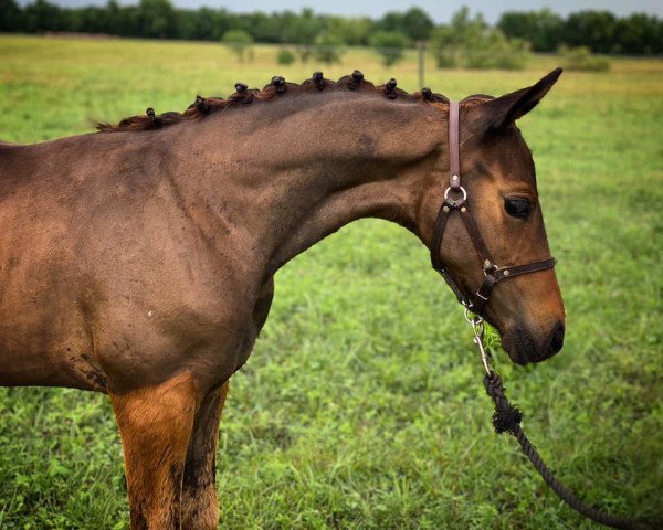 horse After the Storm LSE (Trakehner, 2021, from Herzensdieb)