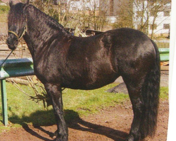 Pferd Doorte (Friese, 2001, von Tsjerk 328)