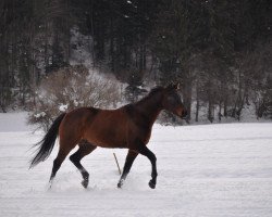 Springpferd Glove of Cimember (Schweizer Warmblut, 2002, von Unbekannt SUI)
