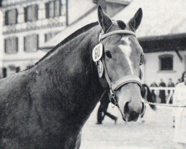 stallion Epi d'Or (Freiberger, 1960, from Eglon)