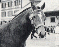 Deckhengst Epi d'Or (Freiberger, 1960, von Eglon)
