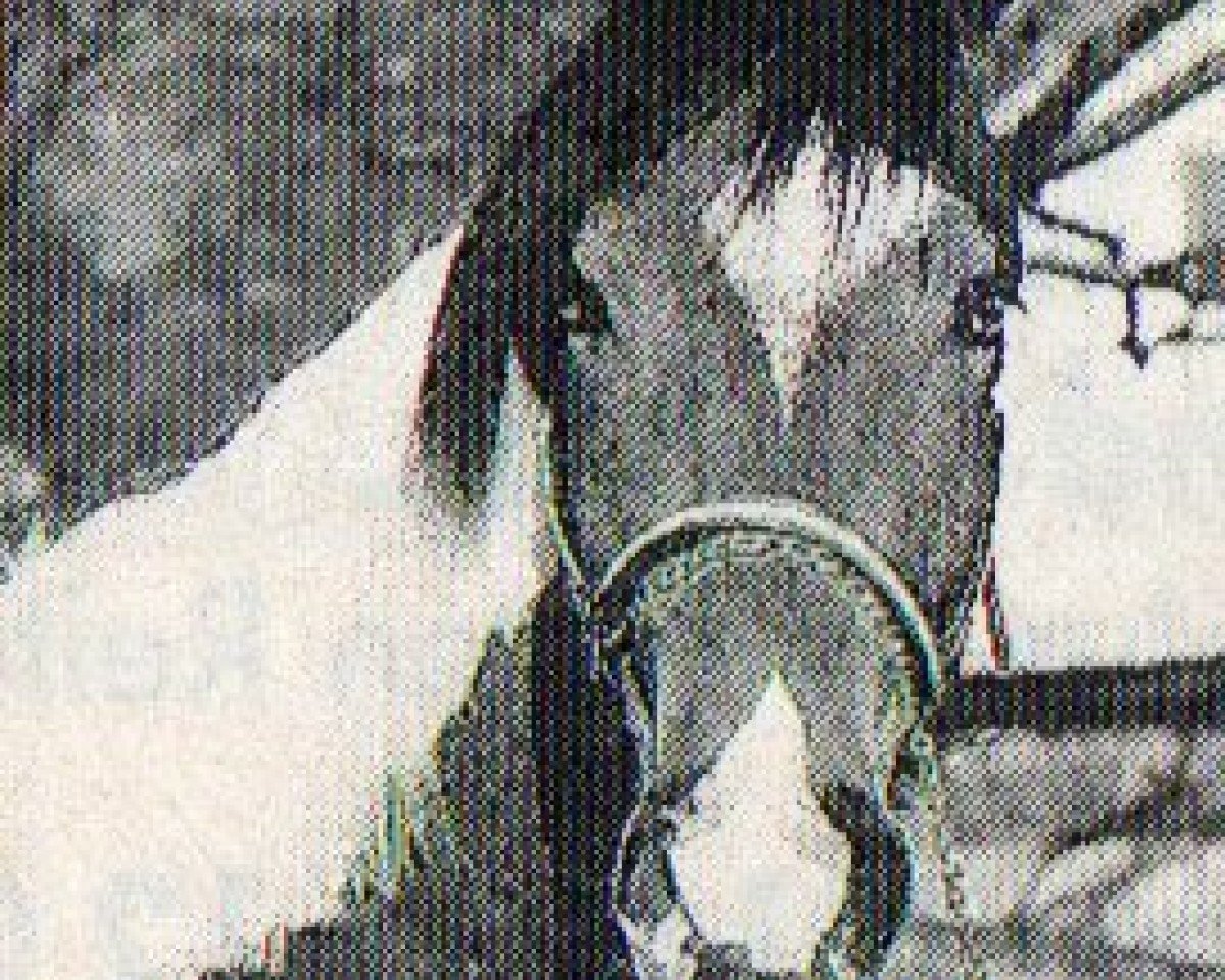 Deckhengst Mr. Moon Light (Pinto/Hunter, 1993, von The Masked Rider)