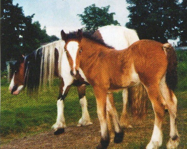 horse Taika (Tinker / Irish Cob / Gypsy Vanner, 2011, from Champ Ivo)
