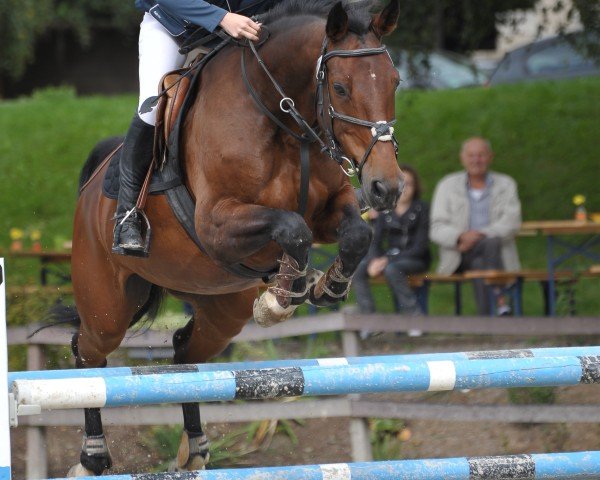 broodmare Rugby (Hessian Warmblood, 1997, from Ragazzo)
