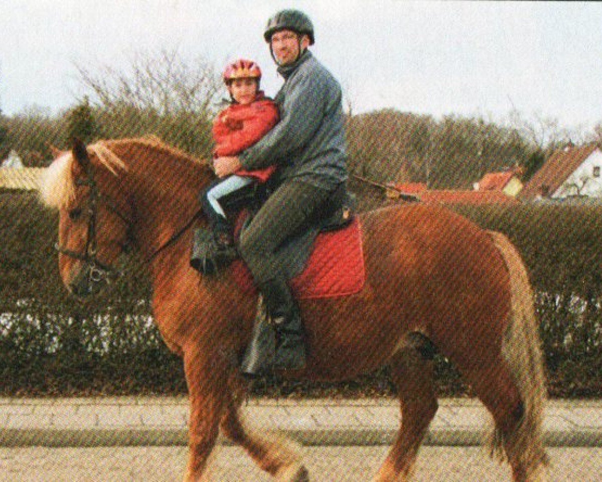 broodmare Rivera (Schleswig Heavy Draft, 2002, from Munkedal)