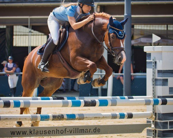 Springpferd Celli Chesslynn (Welsh-Cob (Sek. D), 2018, von Rhett Butler)