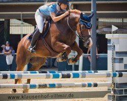 Springpferd Celli Chesslynn (Welsh-Cob (Sek. D), 2018, von Rhett Butler)