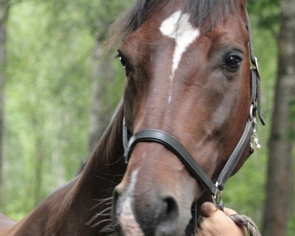 jumper Harley Davidson HB (KWPN (Royal Dutch Sporthorse), 2012, from Chippendale)