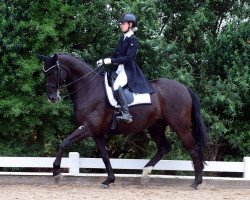 dressage horse Lieblingsstueck (Westphalian, 2009, from Londontime)