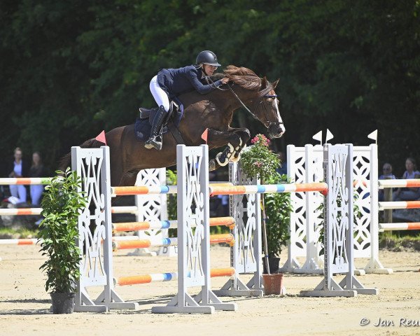 Springpferd Hurbie (KWPN (Niederländisches Warmblut), 2012, von Carrera)