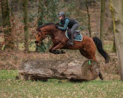 Springpferd Captain Jack Sparrow 70 (Oldenburger, 2012, von Carell)