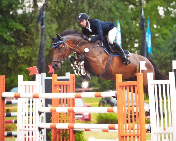 jumper Alhaya (Holsteiner, 2008, from Chico's Boy)