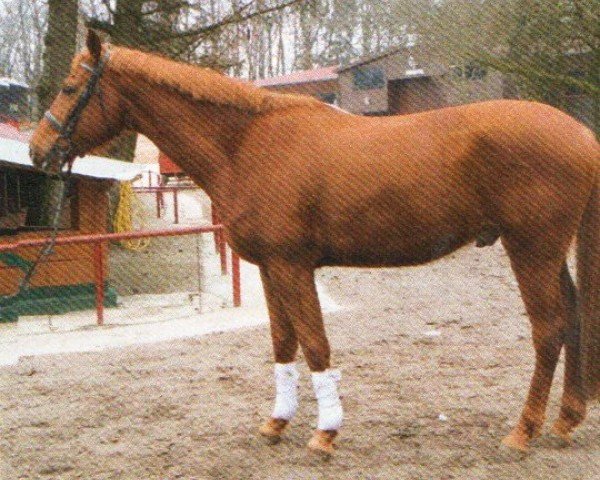 Dressurpferd Hokkaido 4 (Trakehner, 2009, von Perechlest)