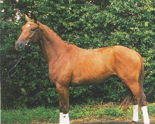 horse Gerome (Rhinelander, 2001, from Goethe)