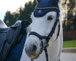 Springpferd Fenja 28 (Österreichisches Warmblut, 2016, von Camposanto)