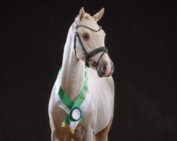 Deckhengst Delta Gold AT (Deutsches Reitpony, 2022, von D-Gold AT NRW)