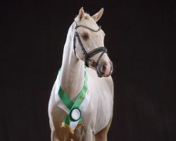 stallion Delta Gold AT (German Riding Pony, 2022, from D-Gold AT NRW)