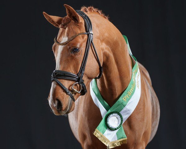 stallion New Touch AT (German Riding Pony, 2022, from FS Next Diamond)