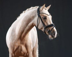 stallion Dance to the Beat (German Riding Pony, 2022, from Dreidimensional AT NRW)