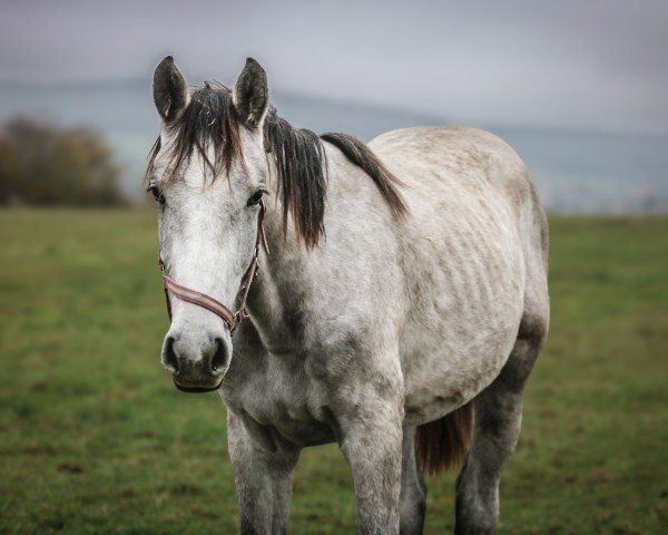 horse Kaloyan le Vainqueur (Holsteiner, 2023, from Keaton HV)