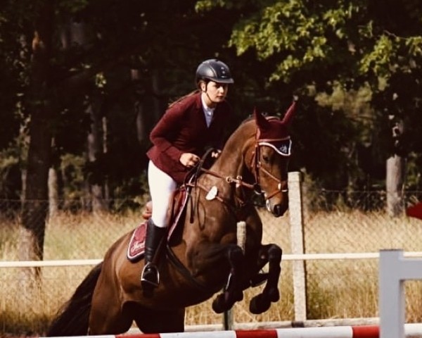 broodmare Cantara (Mecklenburg, 2014, from Cristofin)