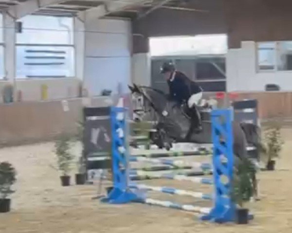 Springpferd Celeste 66 (Deutsches Sportpferd, 2020, von Caroly)