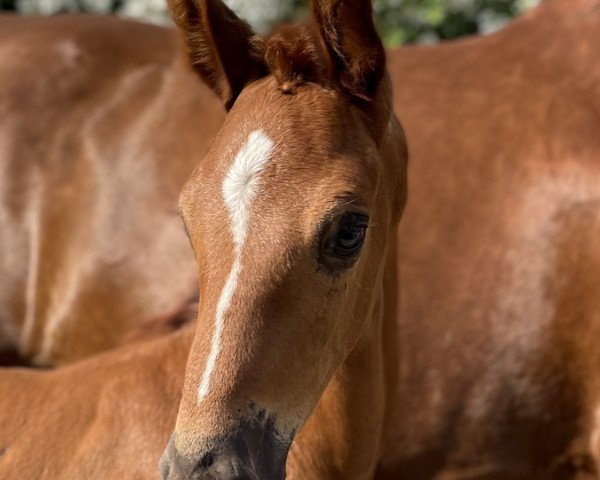 horse Bernay's Bonbon R (Westphalian, 2021, from Bernay)