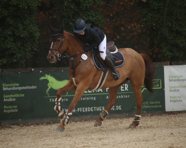 Springpferd Super Mouse (Hannoveraner, 2011, von Syltus)
