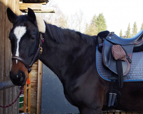 horse Chilli (Hanoverian, 2011, from Contendros Bube)