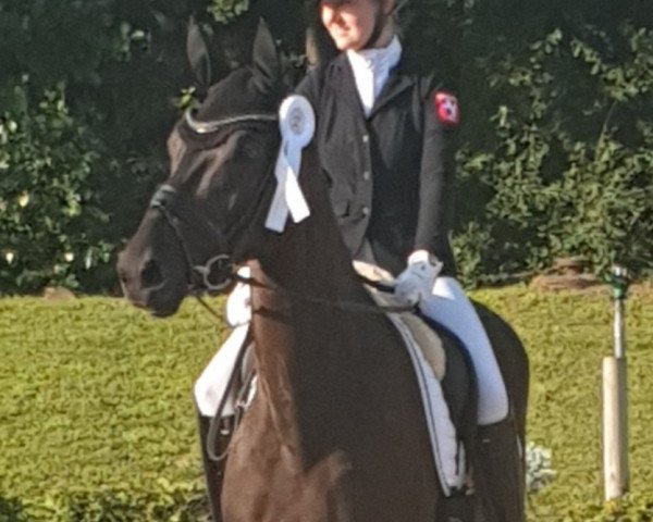 Pferd Miss Mombasa (KWPN (Niederländisches Warmblut), 2017, von Farrell)