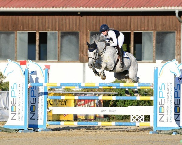 jumper CRISTAL 3 (Holsteiner, 2008, from Con Air)