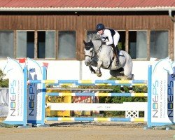 jumper CRISTAL 3 (Holsteiner, 2008, from Con Air)