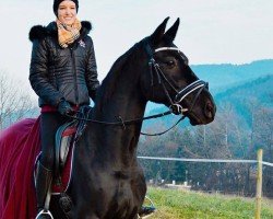 dressage horse Standing Ovation Mg (Oldenburg, 2010, from Stedinger)