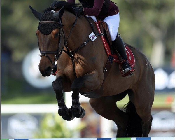 jumper Dukendy (KWPN (Royal Dutch Sporthorse), 2008, from Padinus)