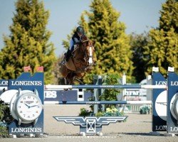 Springpferd Claire 188 (Westfale, 2015, von Capistrano 2)