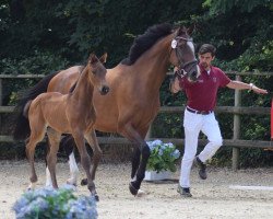 horse Hengst von Crack / Casall (Holsteiner, 2021, from Crack)