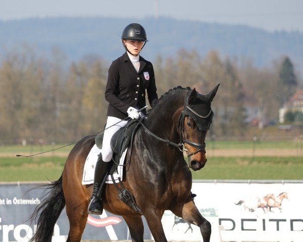 Dressurpferd Felicitas 16 (Deutsches Sportpferd, 2015, von Quotenkönig)