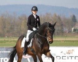 dressage horse Felicitas 16 (German Sport Horse, 2015, from Quotenkönig)
