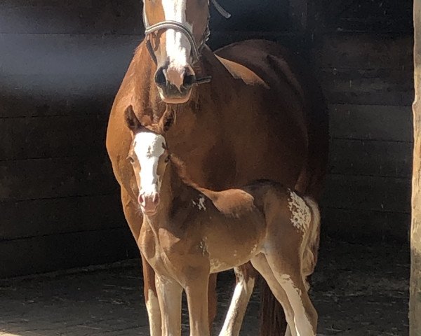 broodmare Lambada (German Riding Pony, 2006, from Durello)