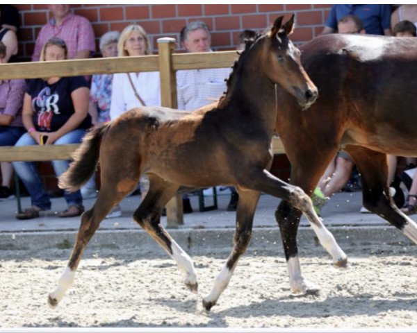 horse Viva l’amore K (Westphalian, 2021, from Vaderland OLD)