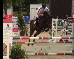 jumper Adele B (Irish Sport Horse, 2008, from O-Piloth)