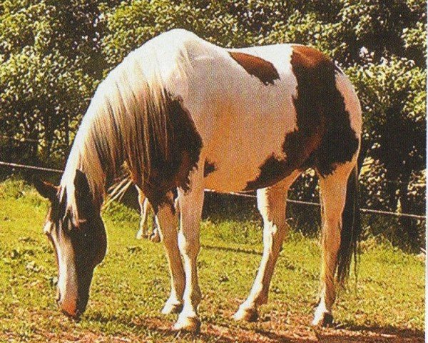 horse Tina Wolf Jr. (Paint Horse, 1999, from Cats Coco Dancer)
