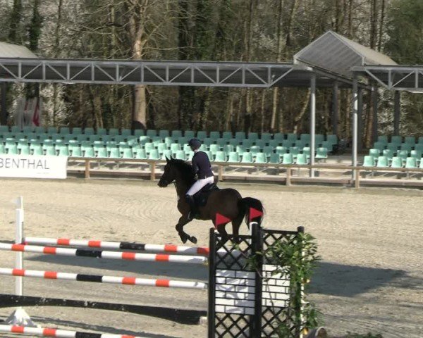 Reitturnier Balve-Wocklum 2025