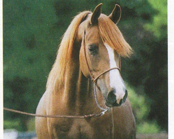 horse Yubi (Arabian, 1998, from Ghamam ox)