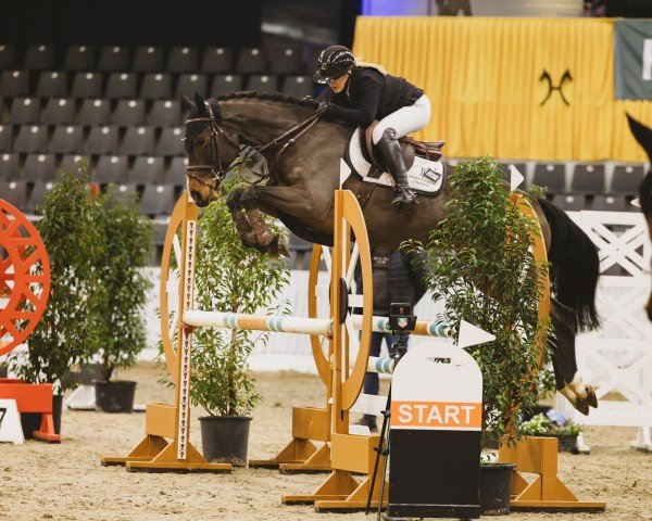 jumper Zimtstern JL (Hanoverian, 2020, from Zirocco Blue)