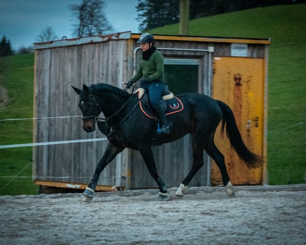 jumper Embrace (Hanoverian, 2010, from Embassy III)