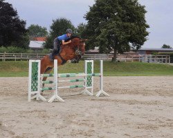 jumper Bonfire 83 (Westphalian, 2013, from Best of Nymphenburg)