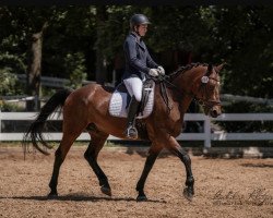 jumper Iskander 11 (KWPN (Royal Dutch Sporthorse), 2009)